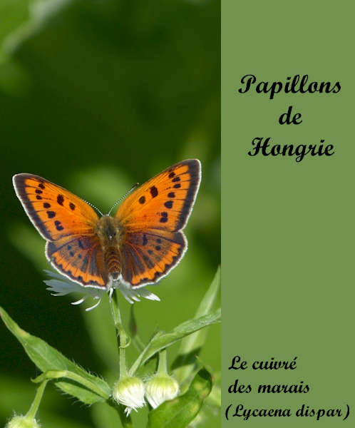 Papillons de Hongrie