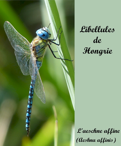 Libellules de Hongrie